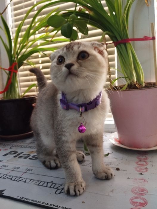 Котёнок скоттиш фолд девочка шиншилла