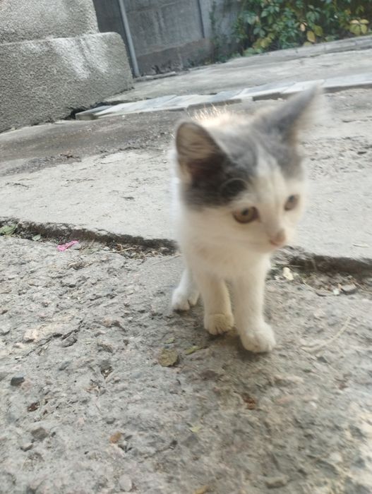 Котята в хорошие руки