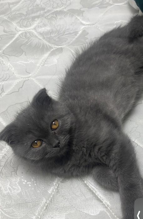 Продам котенка вислоухи