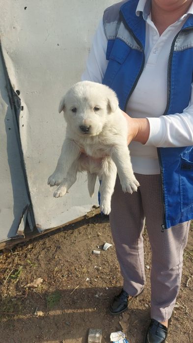 Щенки в добрые руки