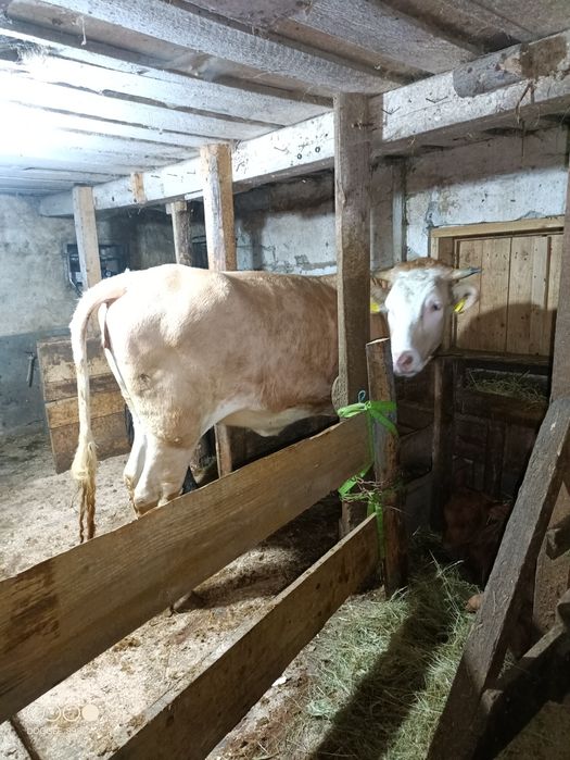 Vând Junca tânără