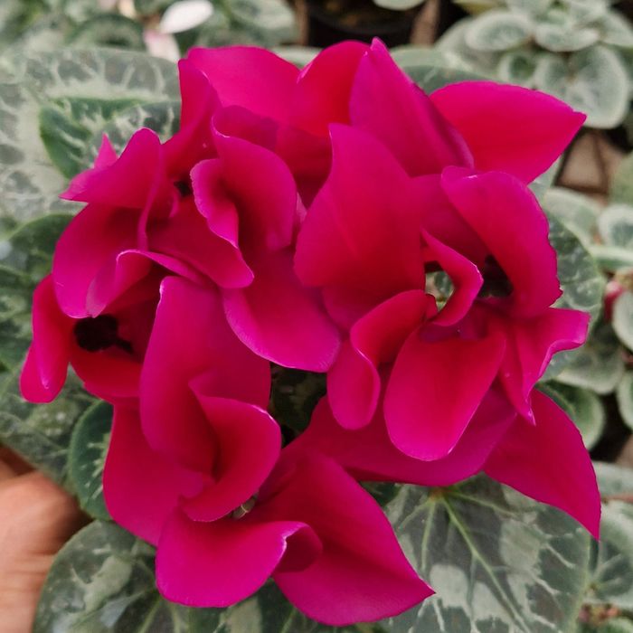 Cyclamen flori de primăvară  1-8 martie