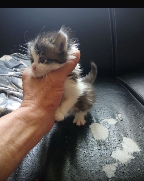 Срочно отдам котят