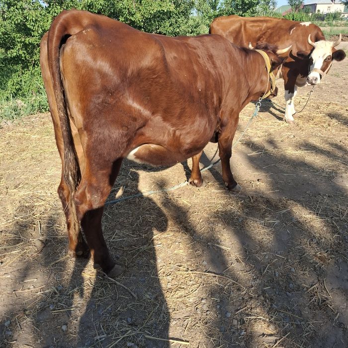 Германиски хуножин