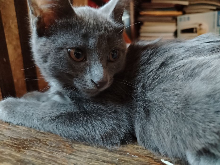 Котята  в добрые руки
