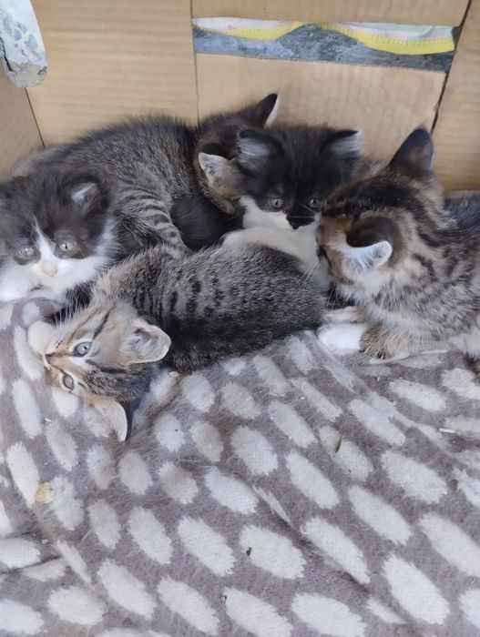 Отдам котят в добрые руки