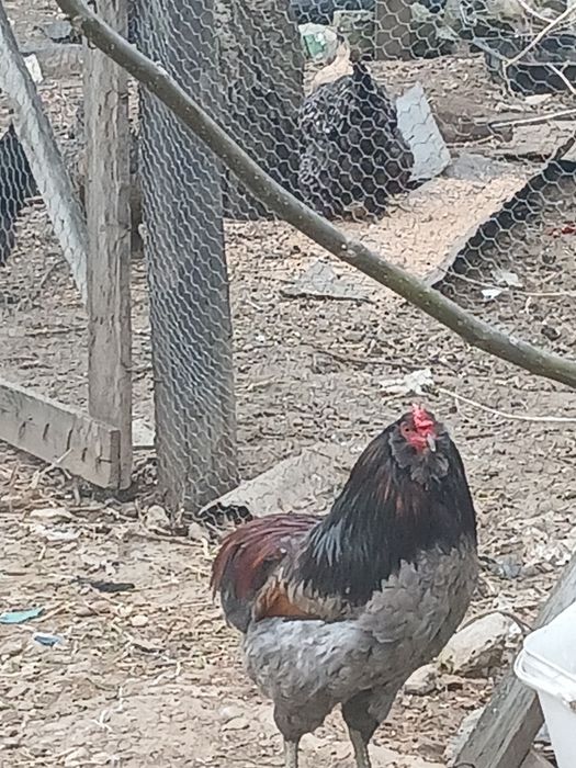 Oua gaini Araucana