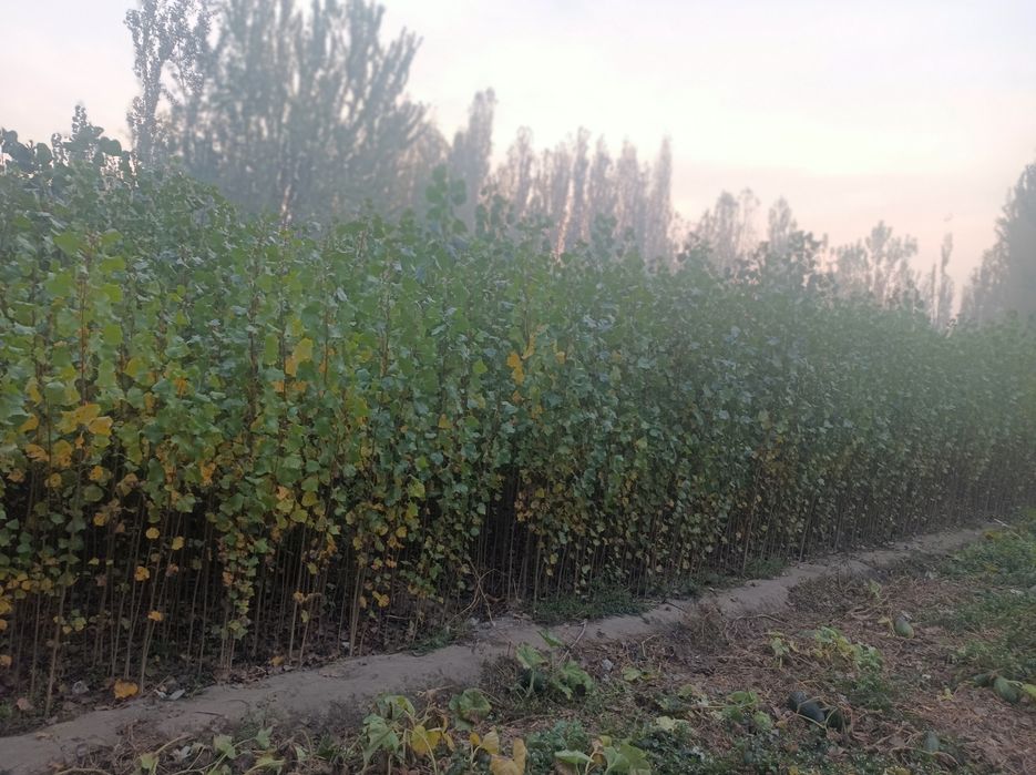 Terak kochat 1 yillik. Oʻzbekiston