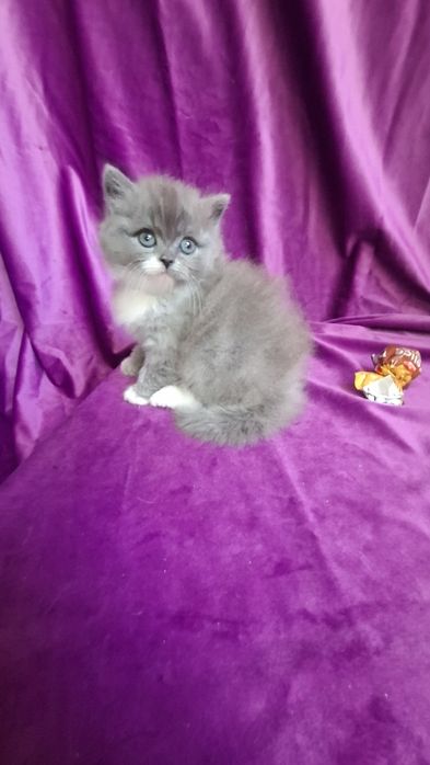 Котенок шотландская голубая