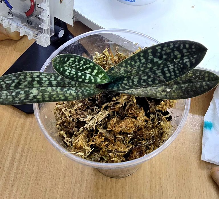 Орхидея пафиопедилум или венерин башмачок.