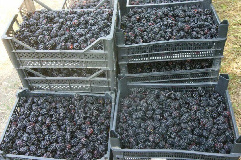 Клубника,малина,клюква,облепиха