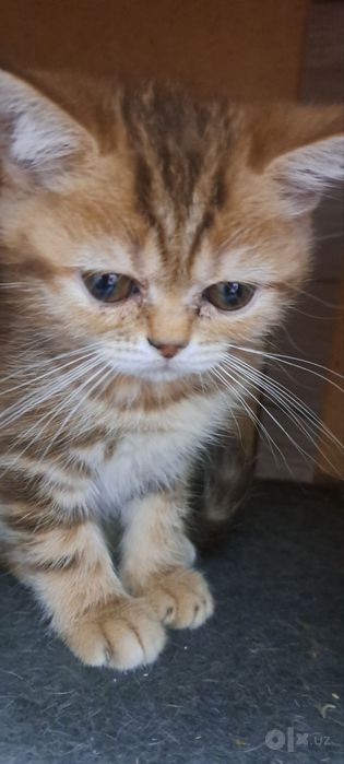 Продаётся котята