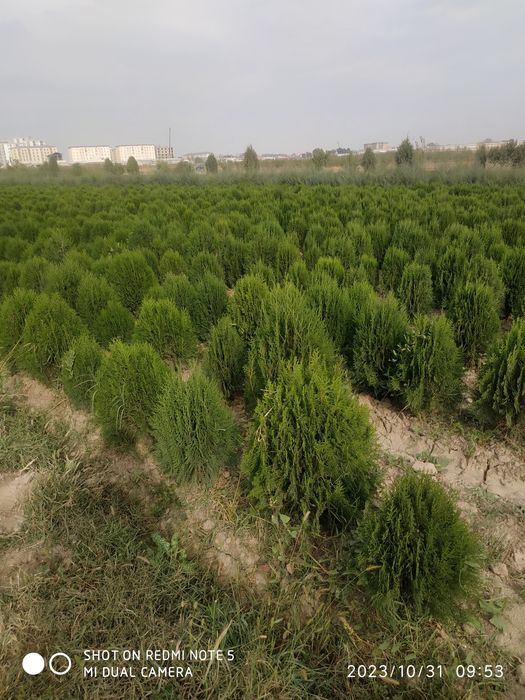 Маржвинка старичка сипирал