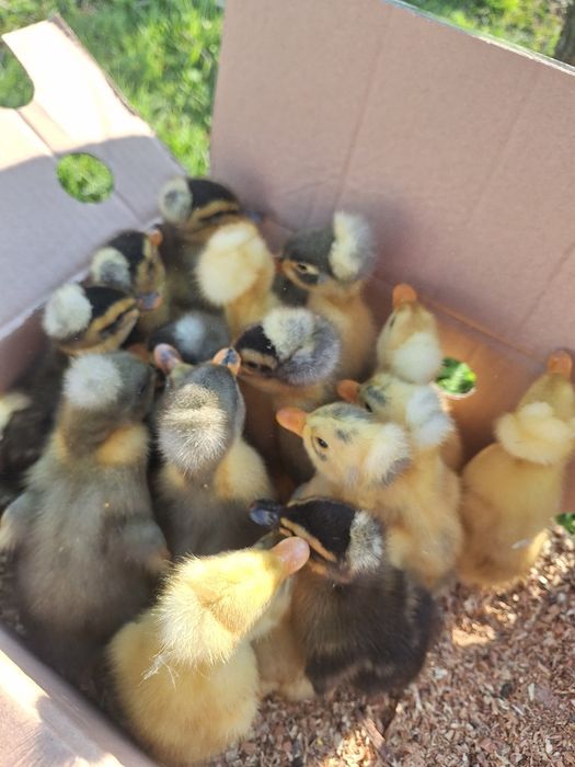 Vind rata cu mot 1 zi