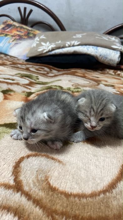 Котята вислолухие