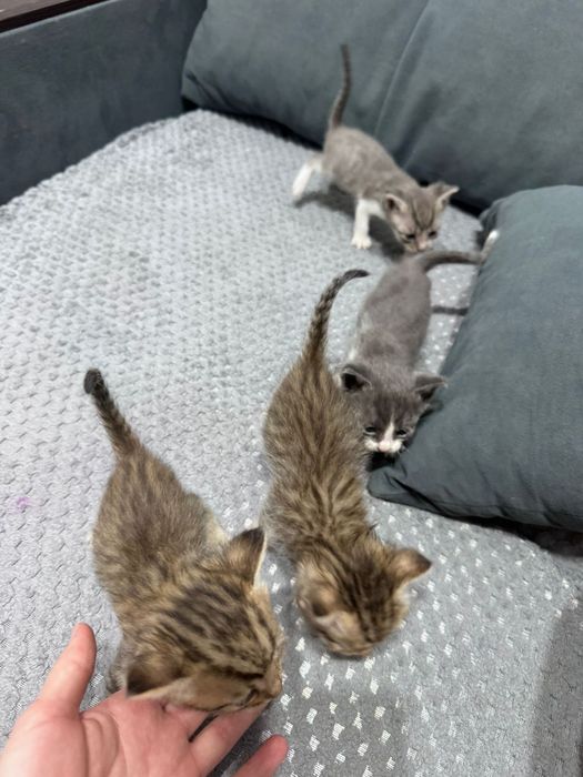 В добрые руки котятки