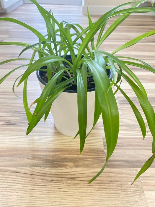 Продам комнатные растения!