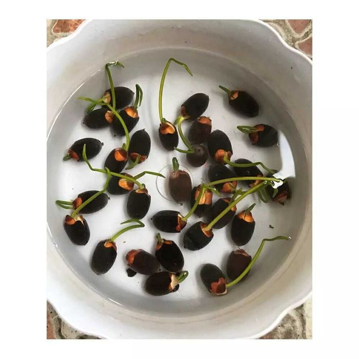 Екзотични растения, разсади и семена