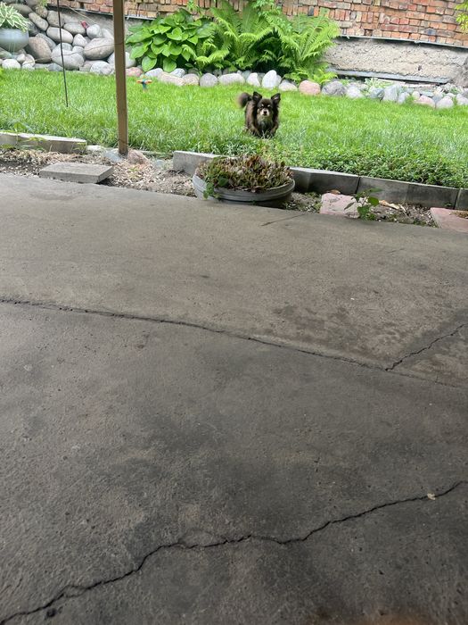 Передержка для собак в частном доме