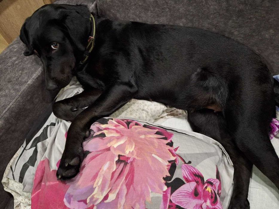 Собака, нашли на улице