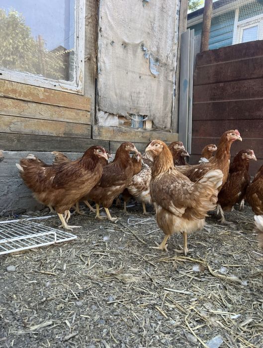 Продам кур и цыплят несушки