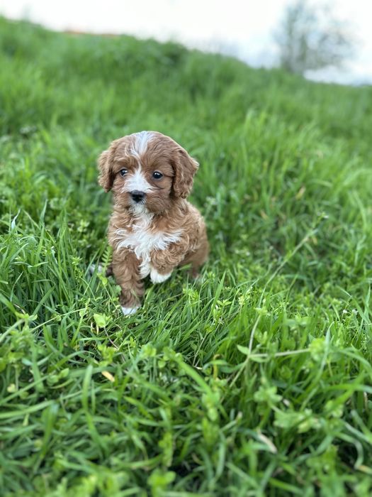 Кавапуу /Той пудел