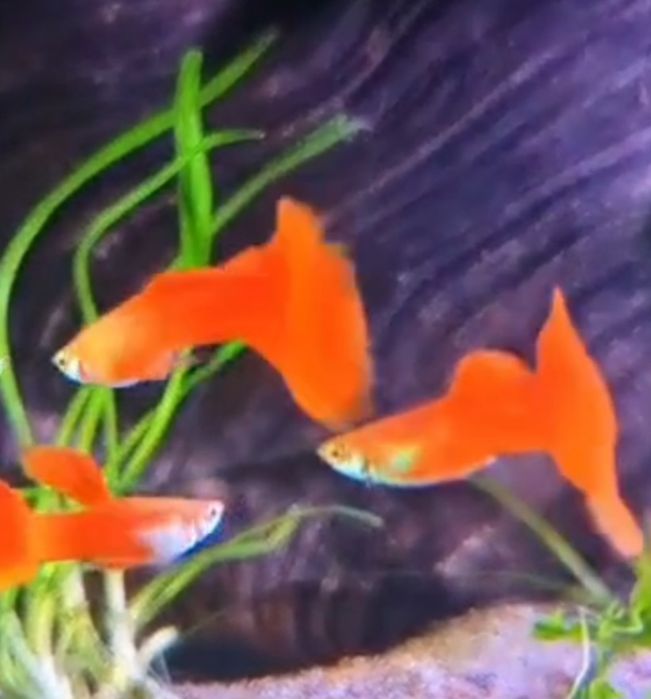 Продам гуппи чистая линия