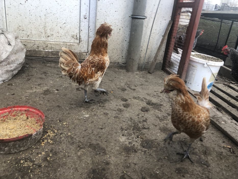 Cocosi paduana tineret