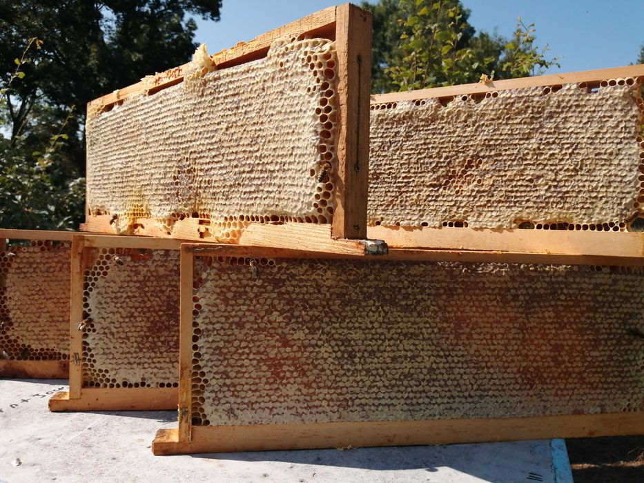 Продавам Пчелен мед в пита