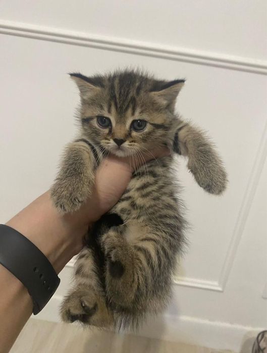 Продам котенка скотиш страйт