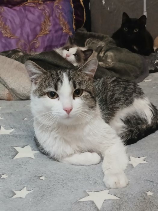 Дарю котика мышелов