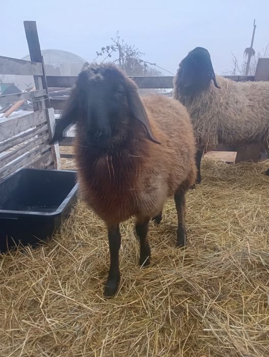 Berbeci țigaie sârbească