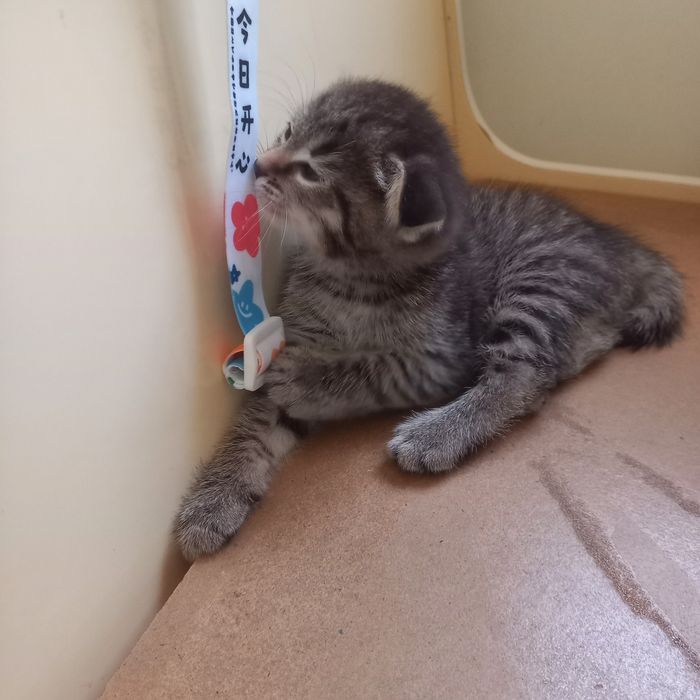 Вислоухий котёнок 1 мес{ дев}