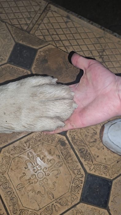 Alabay, 1yil2oylik tyaj 85kg