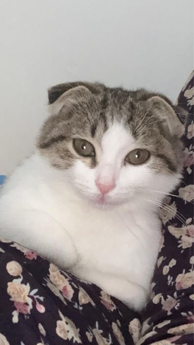 Продаётся кошечка