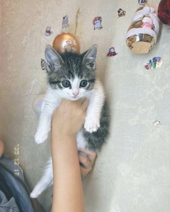 продается котенок очень игривая