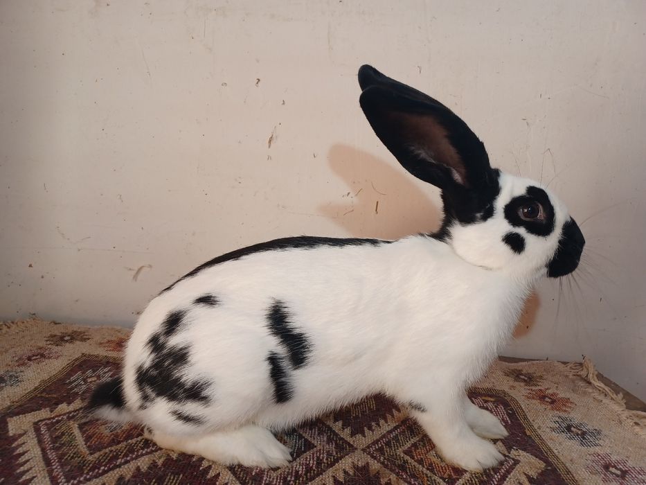 Uriaș pestriț, uriaș galben, berbec