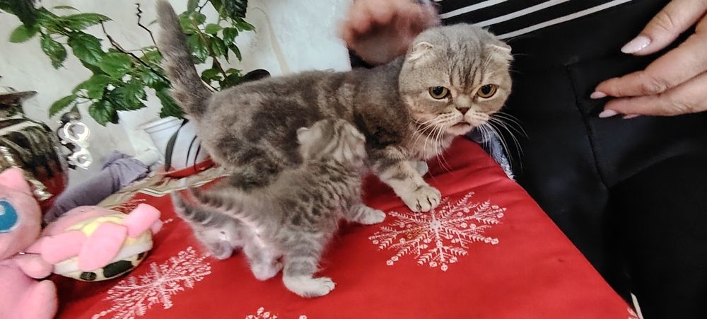 Шотландские котята