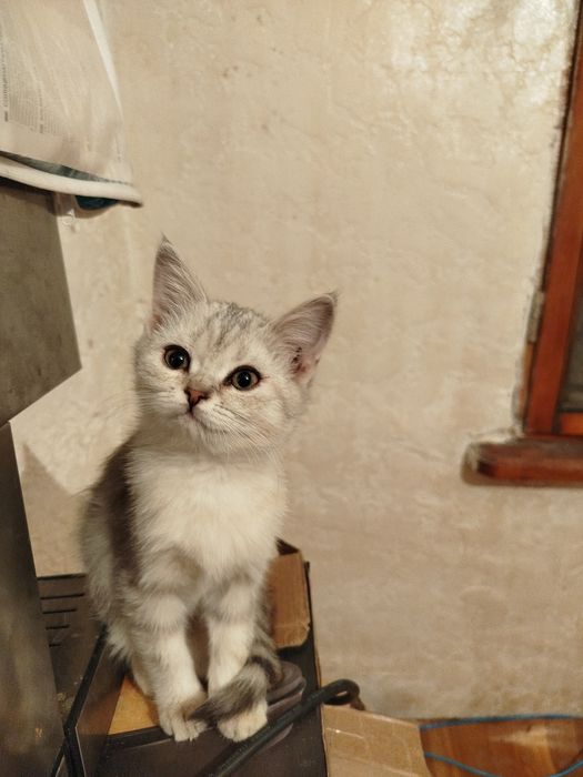 Котята  шотландские вислоухие 2 месяца