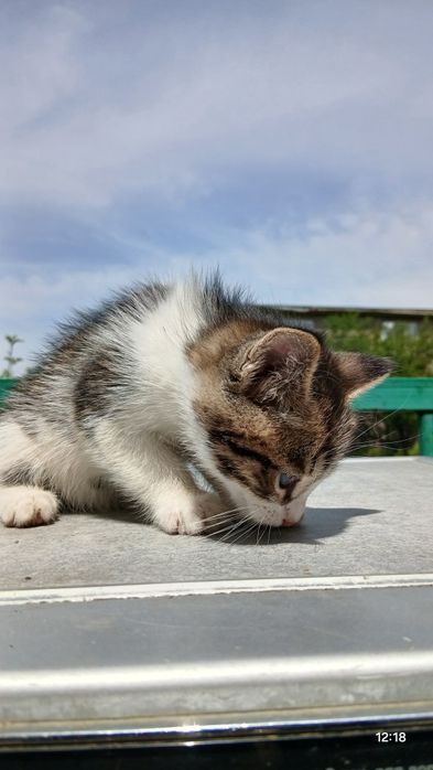 Котёнок  в хорошие ручки