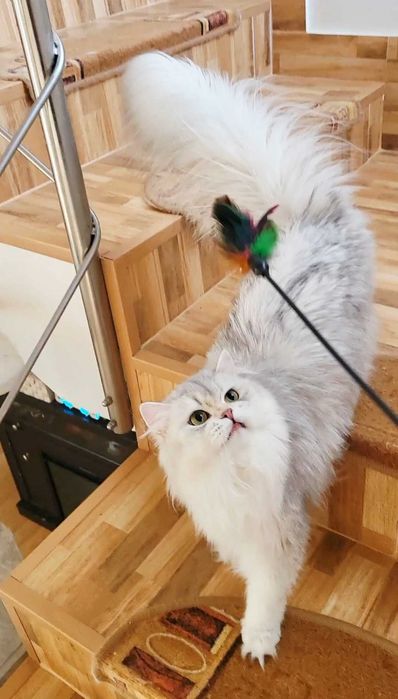 British longhair fetita pedigree din ambii parinti Campioni Mondiali