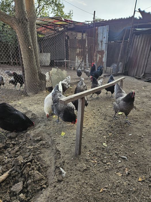 Разплодни яйца от черен и син австралорп