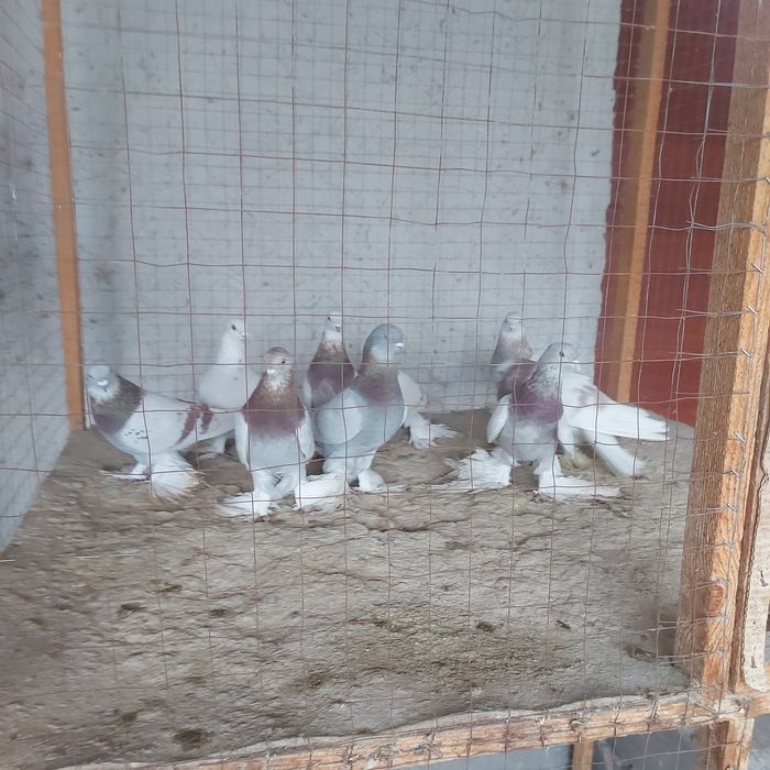 Рантовые лет игра разные оптом