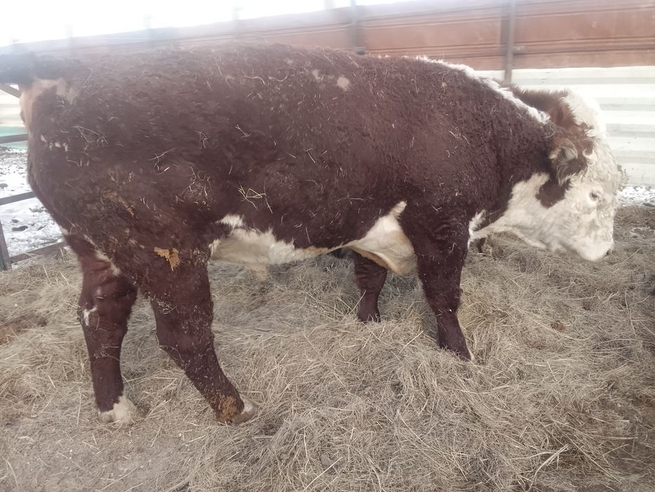 Продам Бык 1 категория