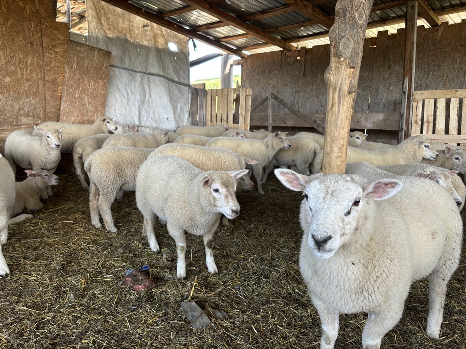 Berbeci TEXEL