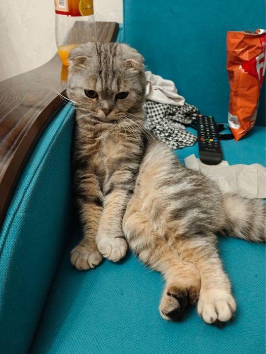 Особенная кошечка