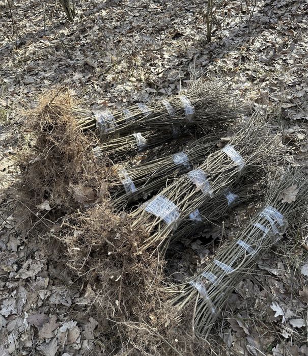 Lemn cainesc gard viu