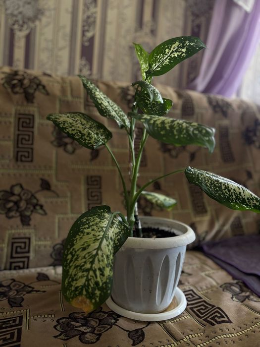 Продам домашние цветы