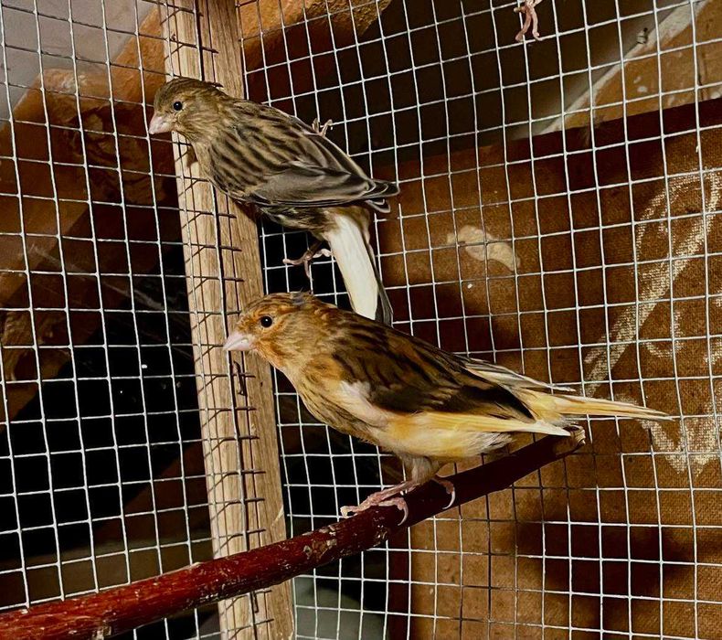 Канари Орфей  и цветни 2025г.