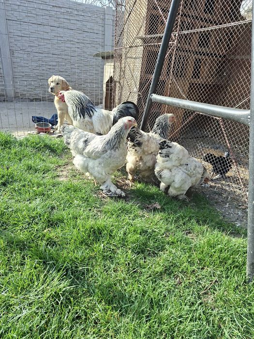 Brahma herminat deschis